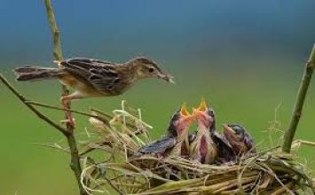 Chuyện của mình tự làm mới chắc
